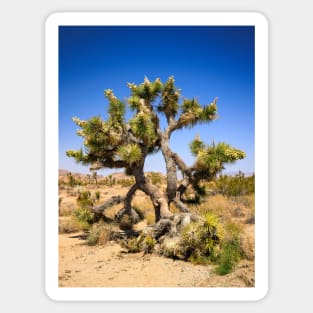 Joshua Tree Photography V1 Sticker